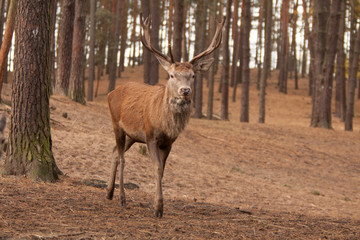 Hirsch