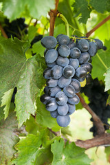 Bunch of ripe black grapes on vine with selective focus