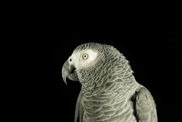 Parrot on black