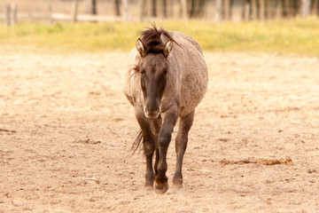 Wildpferd
