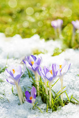 Krokusse im Schnee