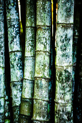 bamboo forest closeup of green trunks