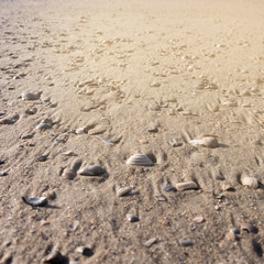 Fototapeta na wymiar muscheln am strand mit sonnenlicht