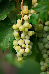 Grapes
