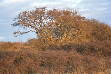 Fototapeta premium Baum in der Abendsonne