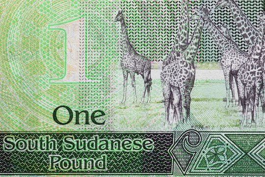 südsudanesische 1 Pfund Banknote