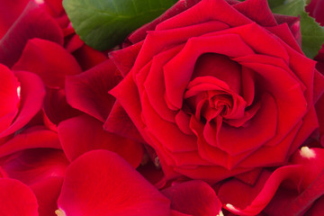 Naklejka premium fresh red rose with petals