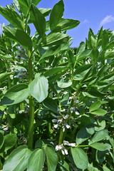 Obraz premium Bean stocks in a vegetable garden.