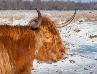 Portrait of a Scottish Highland cow