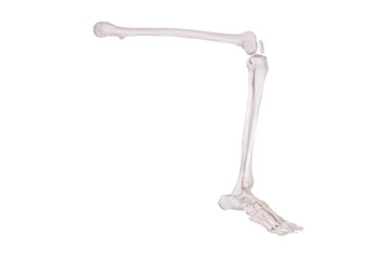 right skeleton leg sitting