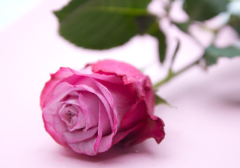 Fototapeta premium Eine rosa Rose