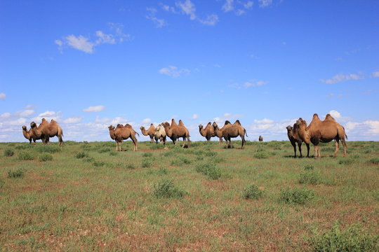 Верблюды