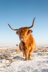 Scottisch Highland cow posing for the photographer