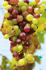 fresh grapes in the vineyard
