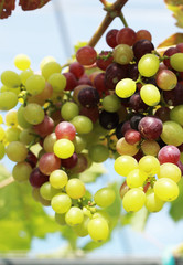 fresh grapes in the vineyard