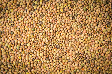 Lentils