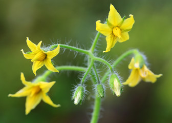 Tomato flowers © Swapan