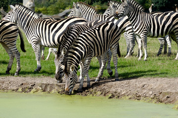 Fototapeta na wymiar Zebras are dirnking water