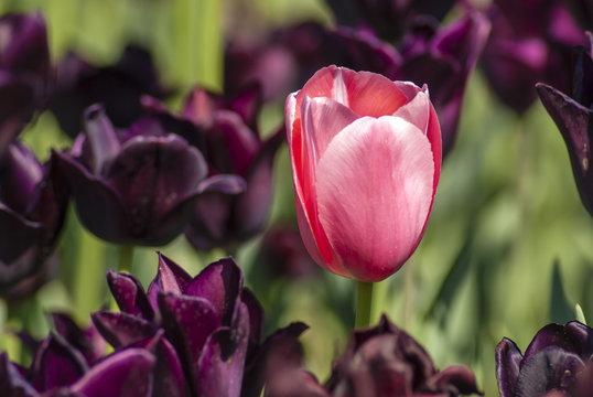 Rosa Tulpe vor lila Hintergrund