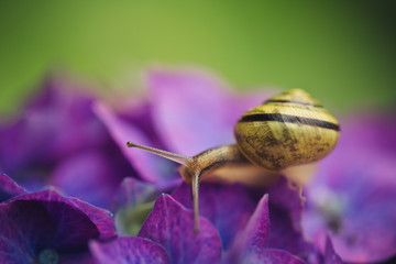 Schnecke auf Hortensien