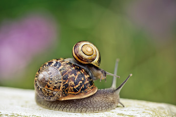Zwei Schnecken