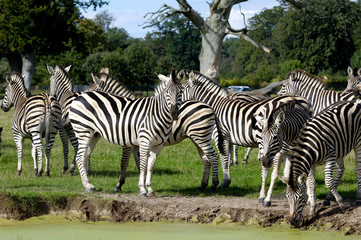 Fototapeta na wymiar Zebras are dirnking water