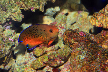 Rusty Angelfish(Centropyg e ferrugata) in Japan 