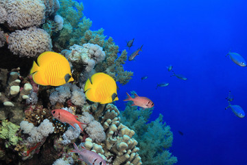 Colorful fish in the reef of the red sea