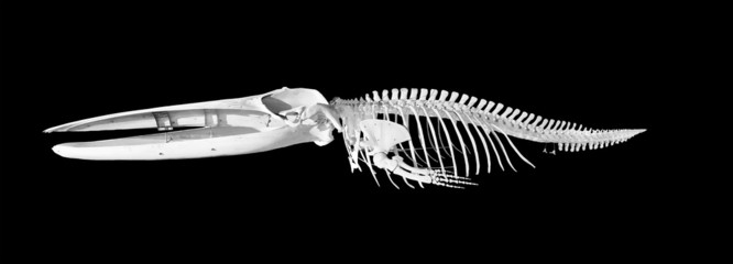 Naklejka premium Real whale skeleton isolated on black background