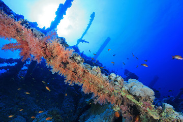 Shipwreck of the Numidia in the red sea