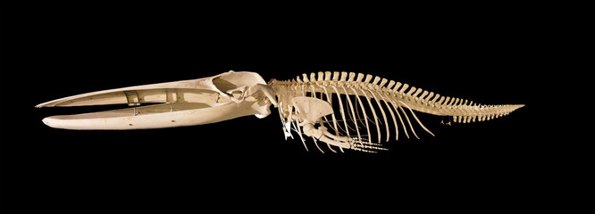 Obraz premium Prawdziwy szkielet wieloryba na białym tle na czarnym tle