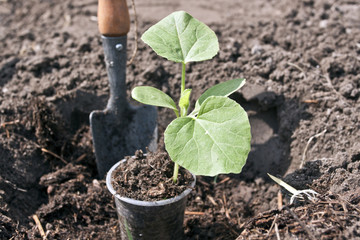 A plant with soil on a hand trowel