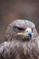 beautiful closeup of a falcon