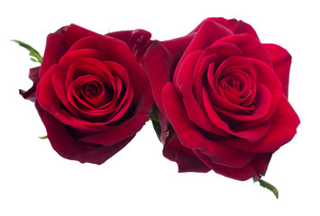Obraz premium two dark red roses