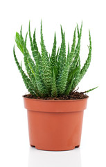 Aloe humilis is a species of the genus Aloe, on white background