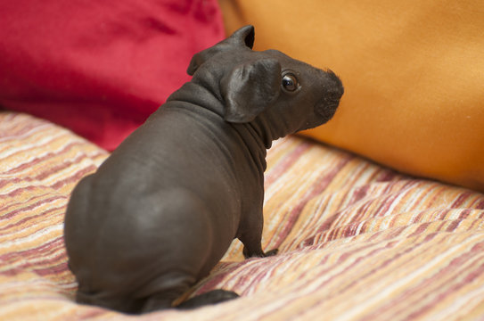 Skinny store pig cute