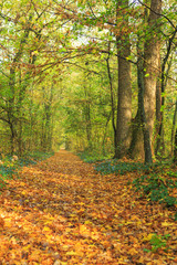 Obraz premium Piękne jesienne liście w lesie