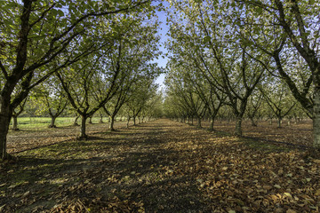 Obraz premium Verger en Dordogne