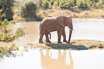Fototapeta na wymiar Single young elephant bull standing on small island