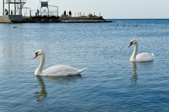 Couple of swans