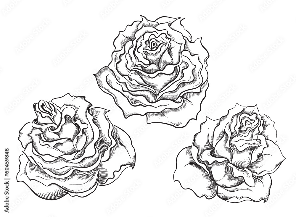 Wall mural Hand drawn illustrations of roses