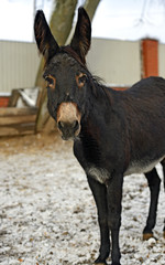 Portrait of a baby donkey