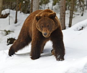 Brown bear in the woods in winter