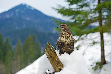 Buzzard