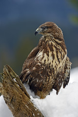 Buzzard