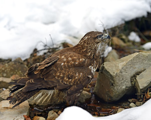Buzzard