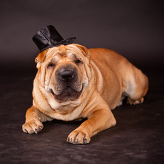 Sharpei dog waring stovepipe