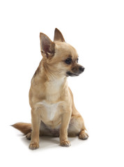 Young chihuahua