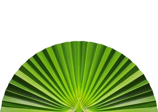 fun made of palm leaf isolated on white
