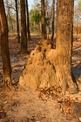 Obraz premium Termite mound